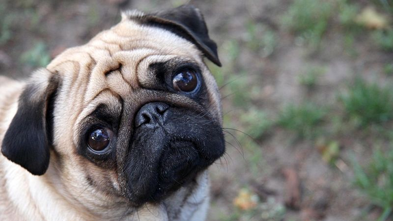 Un perro de raza pug o carlino. Imagen: Wikimedia Commons